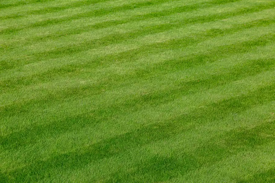 Local Lawn Care Middle River MD
