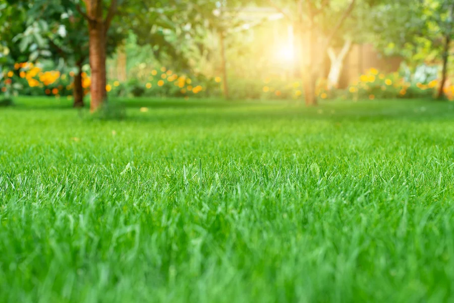 Simple Lawn Care Steps To Avoid Damage To Painted Surfaces in Middle River MD